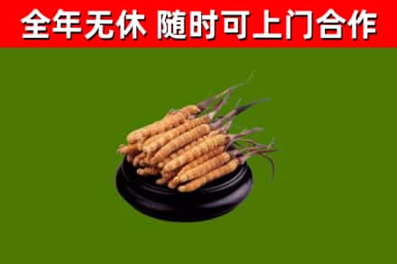 锦江区回收散虫草