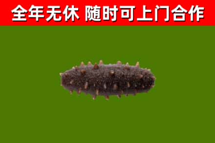 锦江区回收海参干